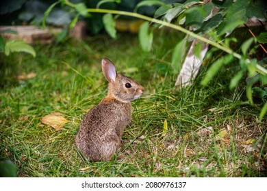 Little tiny baby bunny-rabbit is hiding under an apple tree in one of the gardens of mega city of Toronto.