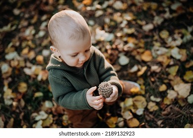 Little Toddler Boy Exploring Nature And Holding Pine Cone Outdoors In Autumn Forest.