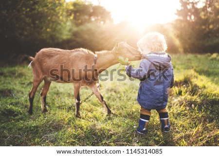 kid Animal Farm animal