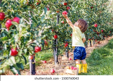 Little Toddler Boy Picking Up Red Apples In Apple Garden. Harvesting Fruit. Autumn Season Lifestyle. 