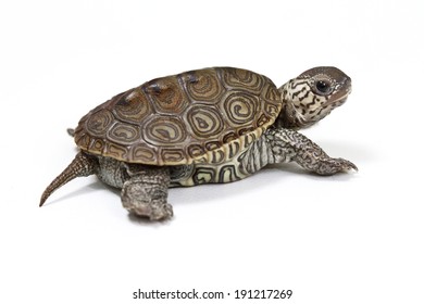 Little tortoise isolated on white background