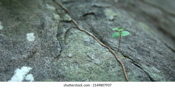 The Little tree growing up between the crack of the stone., business concept. growth concept.