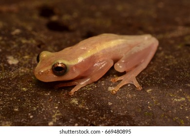 Little treefrog