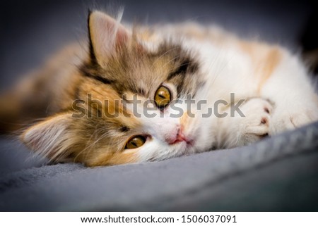 Similar – Fluffy cat lies snugly on the back, top view