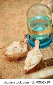 Little Turkeys Drink Water From A Drinking Bowl On A Poultry Farm. Breeding Turkeys. Poultry Farm.