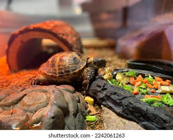 A little turtle eating carrots and broccoli from a rocky dish in a terrarium with red light