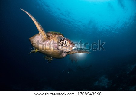 Little turtle  flying in the sea