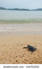 Little turtle go oceans - Shutterstock ID 141922342