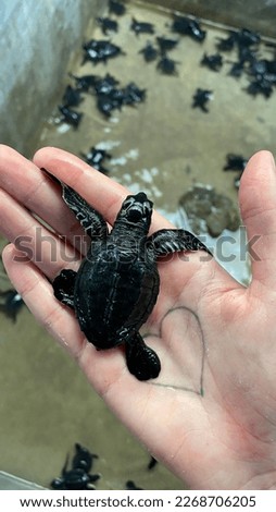 Little turtle lies on the palm