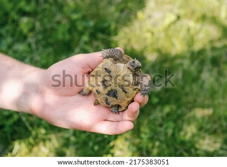 Little turtle on human palm. Close up of small land newborn turtle. Blurred background