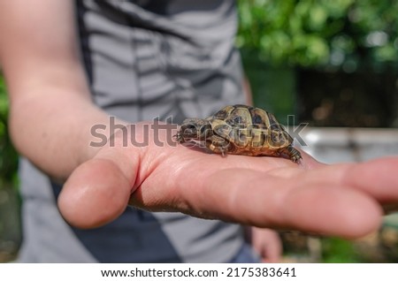 Little turtle on human palm. Close up of small land newborn turtle. Blurred background