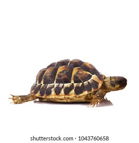 Little Turtle On White Background