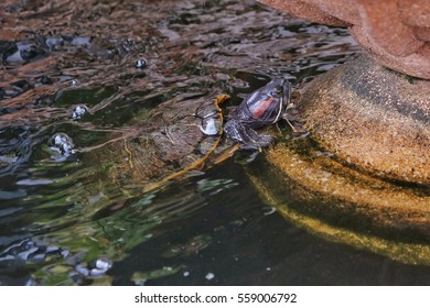 A little turtle swims in the water pool . - Shutterstock ID 559006792