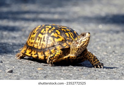 The little turtle went for a walk. Little turtle. Cute little turtle. Little turtle walking