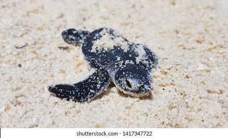 little turtles just born from an egg in 
 the white sand beach in Perhentian Island Malaysia