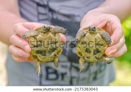 Little turtles in male hands. Close up of bellies of small land turtles. Blurred background.