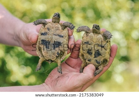 Little turtles in male hands. Close up of bellies of small land turtles. Blurred background.