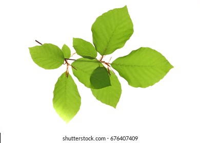 little twig with leaves of European beech (Fagus sylvatica) isolated against white background