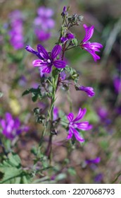 Little Violet Tresure In The Grass