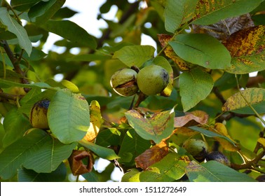 Little walnuts on the walnut tree  in Armenia. Green unripe walnuts hang on a branch. Green leaves and unripe walnut. Fruits of a walnut. Raw walnuts in a green nutshell. Ripe nuts of a Walnut tree.