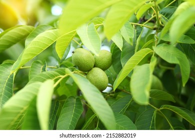 Little walnuts on the walnut tree in Ukraine Green unripe walnuts hang on a branch. Green leaves and unripe walnut.