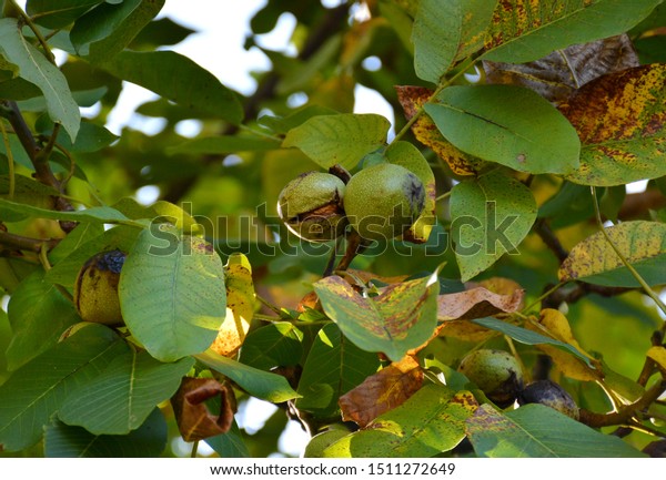 アルメニアのクルミの木の上のクルミ 青く熟していないクルミが枝にぶら下がっている 緑の葉と熟していないクルミ クルミの果実 生のクルミの実 を緑の殻で包んだ クルミの実 の写真素材 今すぐ編集