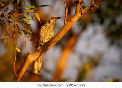 Little Wattlebird (Anthochaera Chrysoptera) A Brown Nectar And Insect Eating Bird Perched On A Branch In The Late Evening Orange Sun.