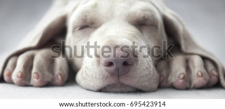 Little weimar puppy dog sleep in front of the camera