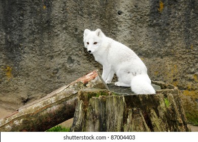 Little White Arctic Fox