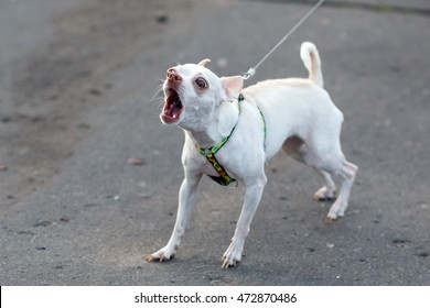 Little white barking dog on the leash.