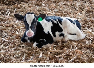 A little and white calf.