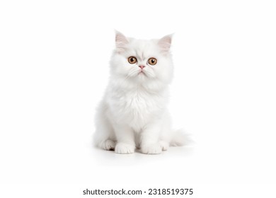 Little white cute cat isolated on total white background - Powered by Shutterstock