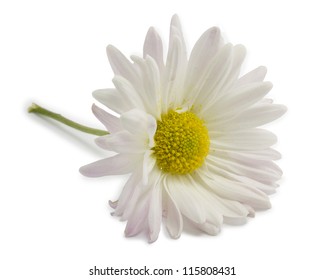 Little White Daisy On A White Background