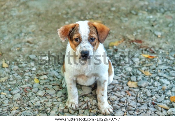 Little White Dog Brown Short Hair Stock Photo Edit Now 1022670799