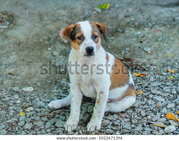 Little White Dog Brown Short Hair Stock Photo Edit Now 1022671396