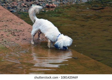 Little White Dog Drinking Lake Water