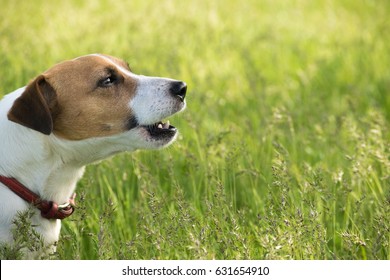 A Little White Dog Jack Russell Terrier Sitting At Summer In Green Grass In A Park And Russell Terrier Barking