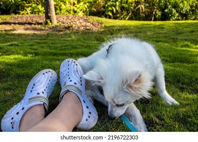 Little White Dog With Lease Sits By Feet Of Owner Inwhite  Rubber-foam Water Shoes On Grass In Park