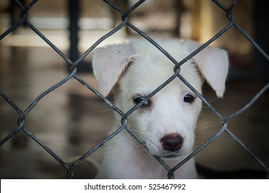 Little White Dog Or Puppy In The Cage