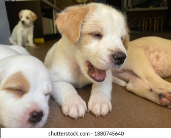 A Little White Dog Smiling Inside The House, So Cute.