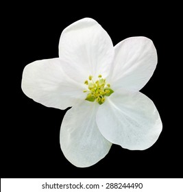 Small White Flowers Images Stock Photos Vectors Shutterstock