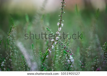 Similar – rosa Blüten von calluna vulgaris auf einem Feld bei Sonnenuntergang