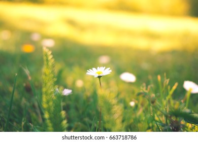 Little white flowers on the grass