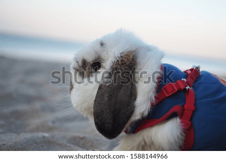 A little white and fluffy rabbit wearing a blue shirt  Standing and playing on the sand
