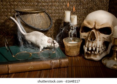 Little White Gerbil Rat Visiting A Halloween Skull