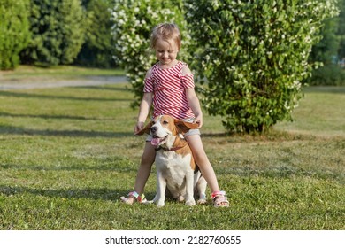 Little White Girl Is Playing With A Beagle Dog. Photo Shoot In Summer On The Street