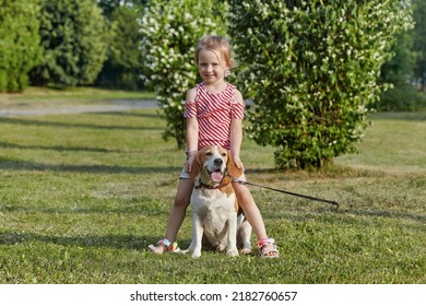 Little White Girl Is Playing With A Beagle Dog. Photo Shoot In Summer On The Street