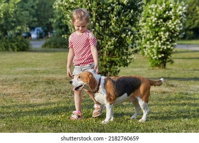 Little White Girl Is Playing With A Beagle Dog. Photo Shoot In Summer On The Street