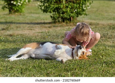 Little White Girl Is Playing With A Beagle Dog. Photo Shoot In Summer On The Street