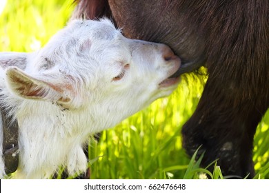 Little white goat is suck up milk form mother
